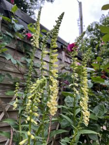 Digitalis lutea glows in a dappled shade mixed flower bed
