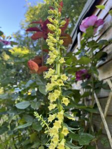 Digitalis lutea glows in a dappled shade mixed flower bed