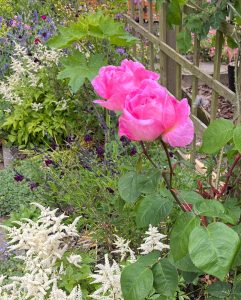 Rosa ‘Constance Spry’ just coming into flower 