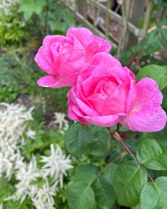 Rosa ‘Constance Spry’ just coming into flower