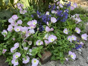 Evening primrose ‘Silky Orchid’ 