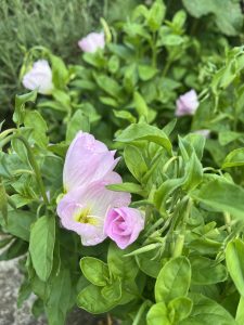 Evening primrose ‘Silky Orchid’ 