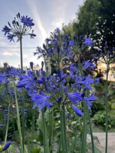 Agapanthus 