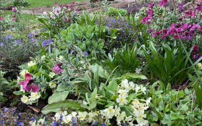 Wallflowers providing a pop of colour