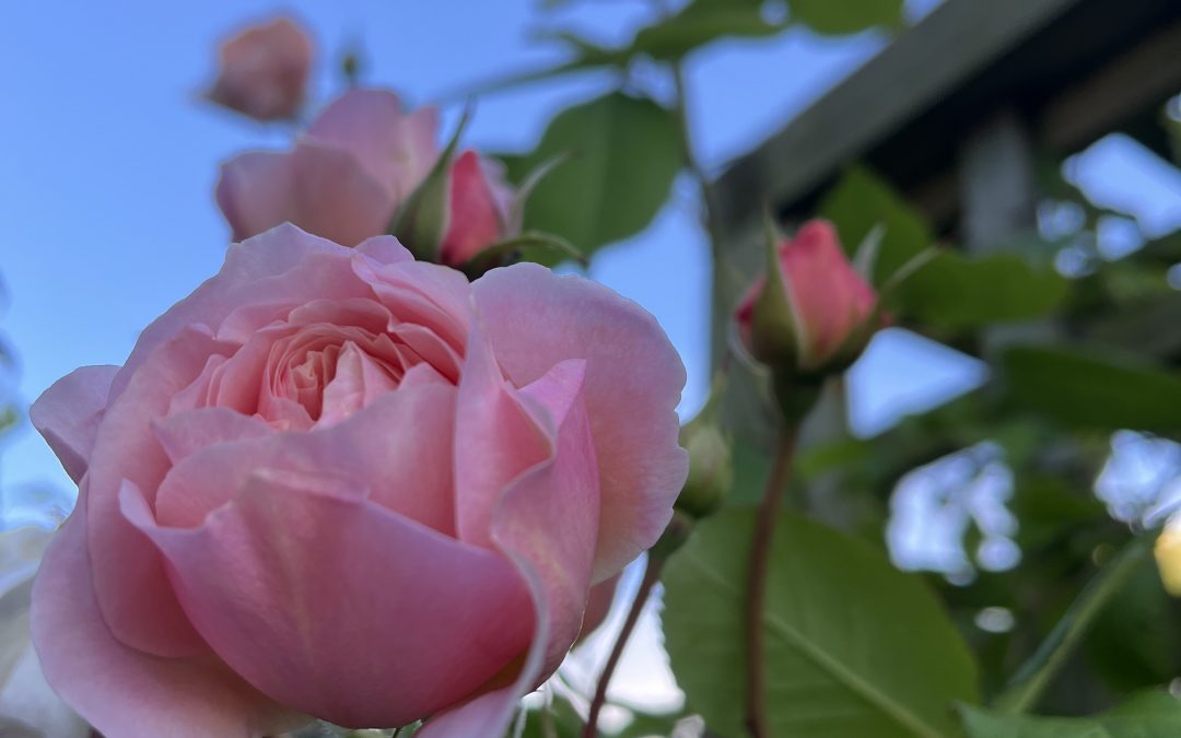 Image of Rosa ‘A Shropshire Lad’