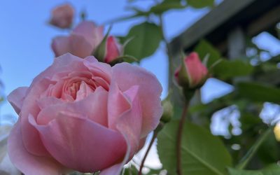 Rosa ‘A Shropshire Lad’