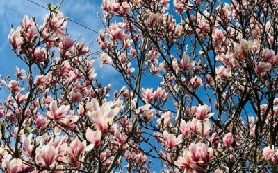 The beauty of spring…