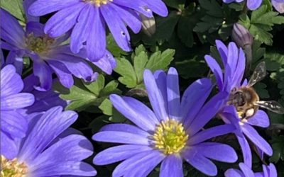 Watching a honeybee forage on our anemones