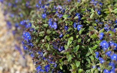 Can’t beat Veronica umbrosa ‘Georgia Blue’