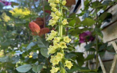 Digitalis lutea glows in a dappled shade mixed flower bed