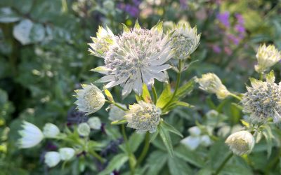 Morning light illuminating Astrantia major ‘Alba’