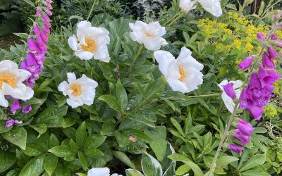 I am a garden designer who specialises in creating ‘softscapes’ where wildlife can thrive