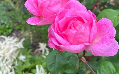 Rosa ‘Constance Spry’ just coming into flower
