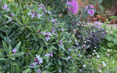 Morning light on a fragrant mixed flower bed