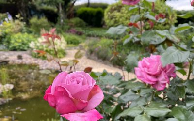 Rosa ‘Silver Shadow’