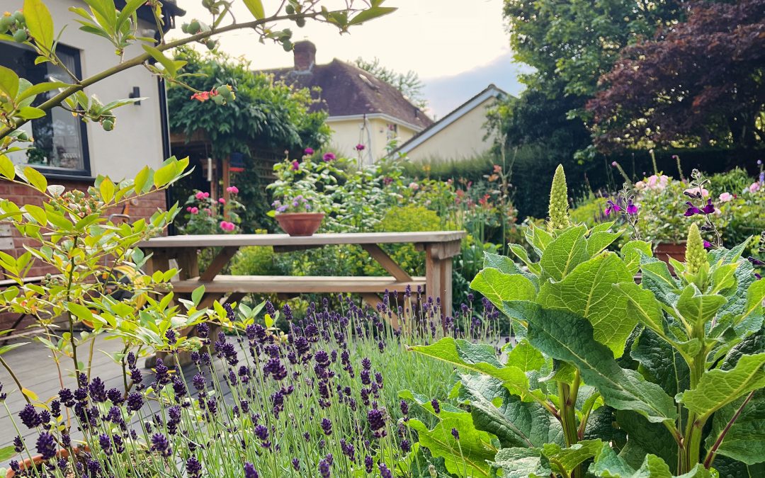 Lavender in bloom on a humid summer’s evening