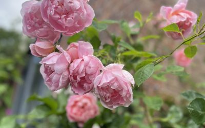 Rosa ‘Windflower’