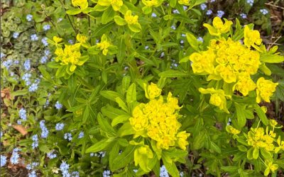 Acid green & yellow of Euphorbia palustris set off by the cool blues of forget-me-nots