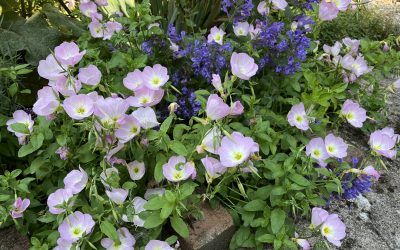 Evening primrose ‘Silky Orchid’