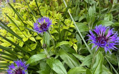 Beautiful combination of perennial cornflowers