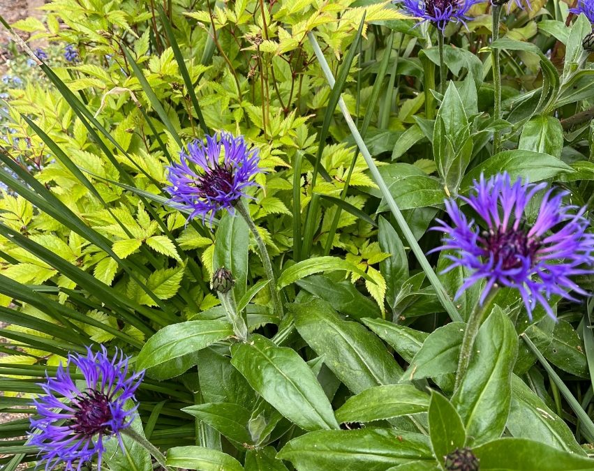Beautiful combination of perennial cornflowers