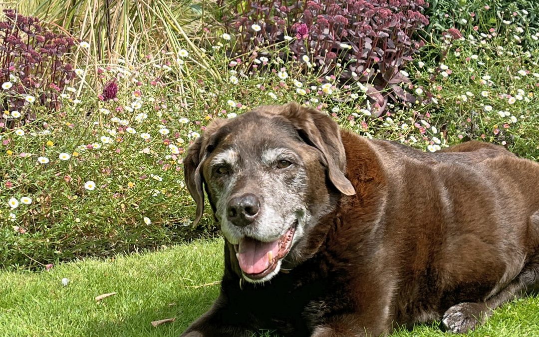 Teddy in front of Allium sphaerocephalon (‘drumstick’ allium)