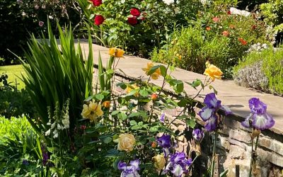 It’s been a total pleasure working with a family on revitalising their flower beds along this south-facing terrace