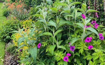 A fun mix of colours in a long southeast-facing border!