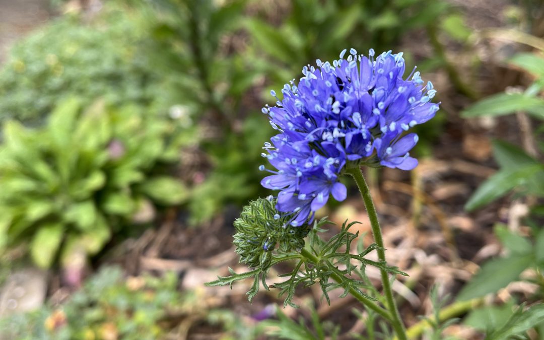 A newly planted Gilia capitata (Blue Gilia)