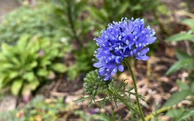 A newly planted Gilia capitata (Blue Gilia)