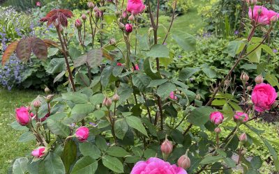 One of my most favourite roses – Rosa ‘Gertrude Jekyll’