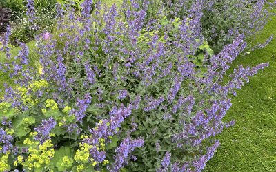 Love this summer-flowering combination for the front of beds/borders – Alchemilla mollis intertwined with Nepeta ‘Walker’s Low’