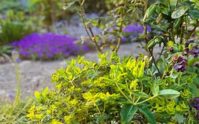 The sunset illuminated the Euphorbia oblongata & purple aubretia behind