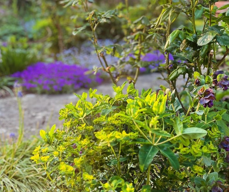 The sunset illuminated the Euphorbia oblongata & purple aubretia behind