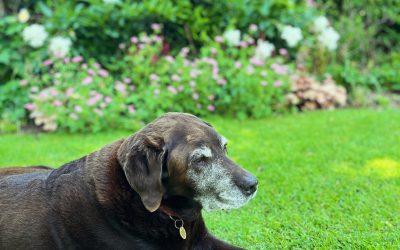 Another week of excellent supervision by my best friend & garden companion, Teddy 🥰🤎