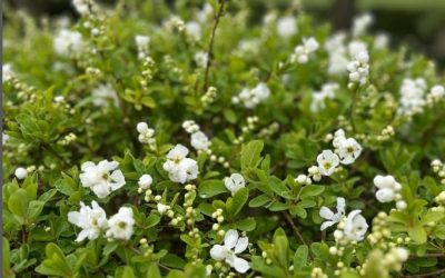 I was so pleased to see that we hadn’t missed our Exochorda × macrantha ‘The Bride’ flowering