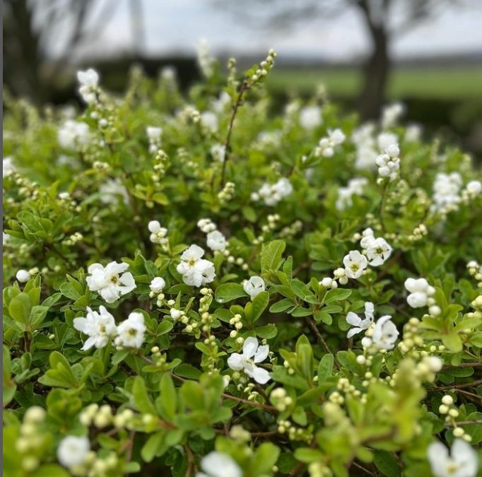 Exochorda × macrantha ‘The Bride’ flowering