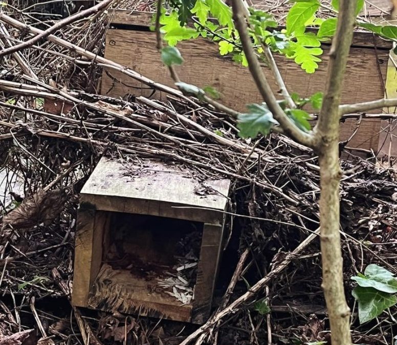 Hedgehog nestbox