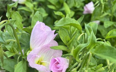 Oenothera speciosa ‘Silky Orchid’