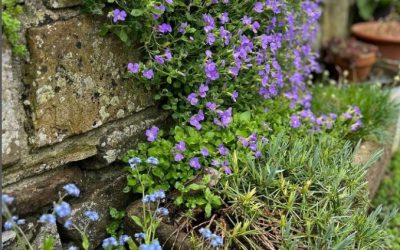 Love leaving aubretia to flow down an old stone wall