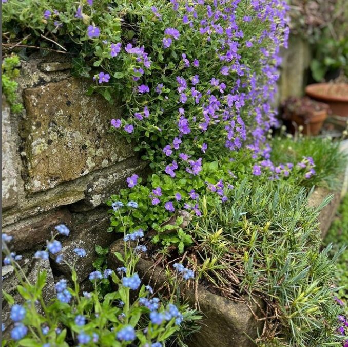 Love leaving aubretia to flow down an old stone wall