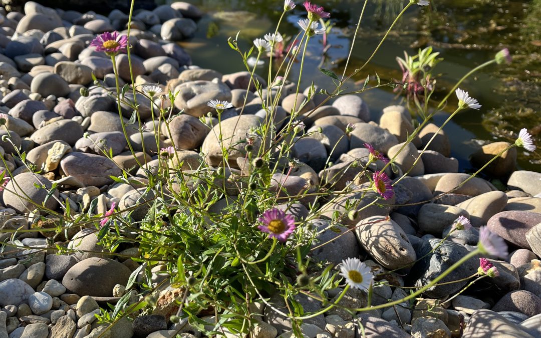 Morning sunshine lighting up Erigeron karvinskianus