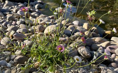 Morning sunshine lighting up Erigeron karvinskianus
