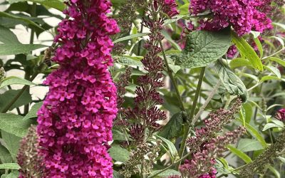 Buddleia Buzz ‘Hot Raspberry’, a striking compact variety that is great for containers & small gardens