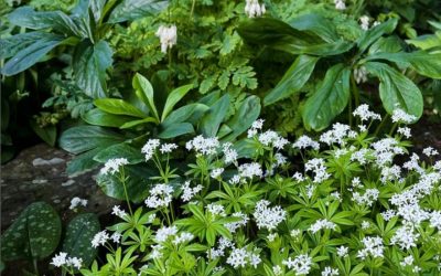 White really brightens a shady border