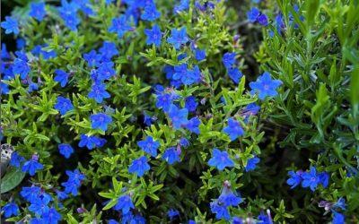 Lithodora diffusa ‘Heavenly Blue’ is one of the most attractive evergreen ground-cover/edging plants