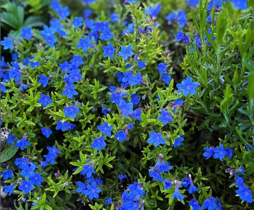 Lithodora diffusa ‘Heavenly Blue’ is one of the most attractive evergreen ground-cover/edging plants