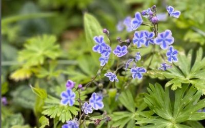 Omphalodes cappadocica ‘Starry Eyes’ – make a shady spot sparkle