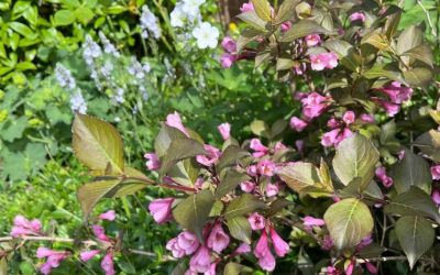 A very pretty combination for a sunny south-facing bed