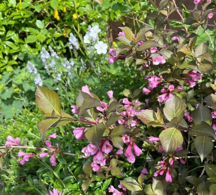 A very pretty combination for a sunny south-facing bed